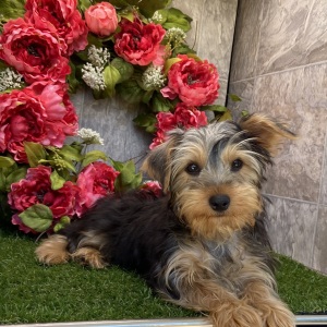 Yorkshire Terrier Puppy Darla
