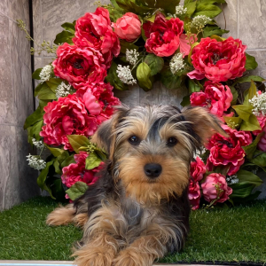 Yorkshire Terrier Puppy Darla