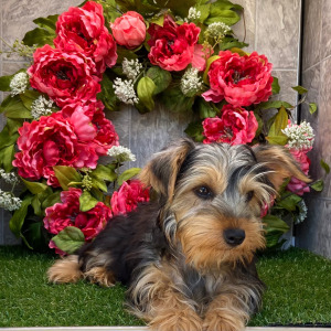 Yorkshire Terrier Puppy Darla