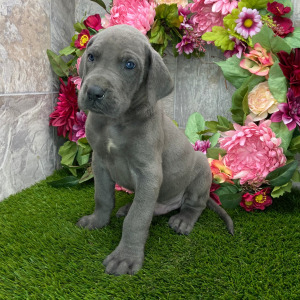Great Dane Puppy Trayton