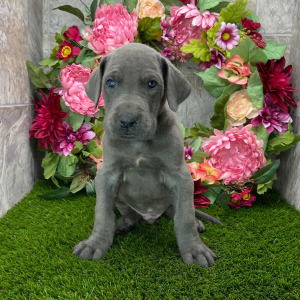 Great Dane Puppy Trayton