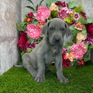 Great Dane Puppy Trayton