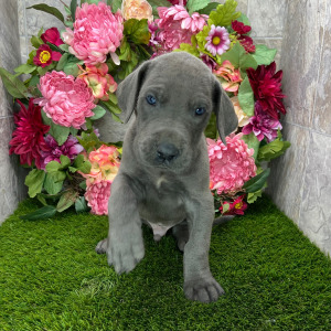 Great Dane Puppy Trayton
