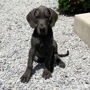 Great Dane Puppy Trayton
