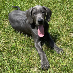 Great Dane Puppy Trayton