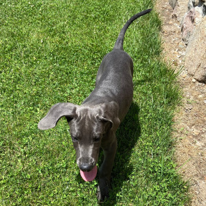 Great Dane Puppy Trayton