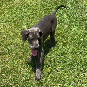 Great Dane Puppy Trayton
