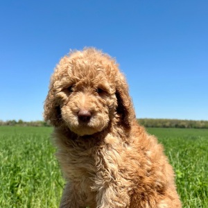 Poodle Puppy Daisy
