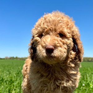 Poodle Puppy Daisy