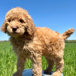 Poodle Puppy Daisy