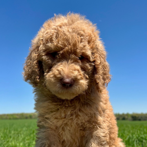 Poodle Puppy Daisy