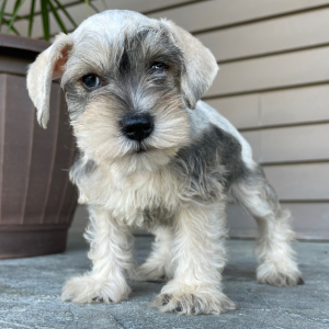 Miniature Schnauzer Puppy Alexander