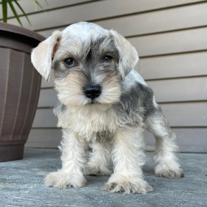 Miniature Schnauzer Puppy Alexander