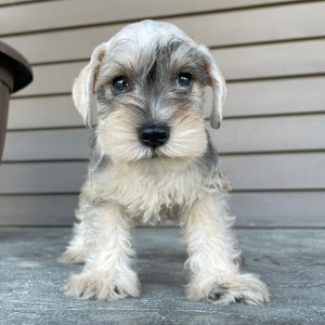 Miniature Schnauzer Puppy Alexander