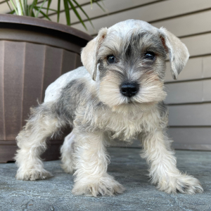 Miniature Schnauzer Puppy Alexander