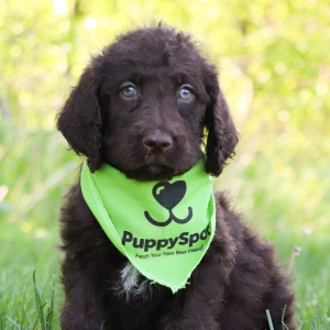 Labradoodle Puppy Dylan