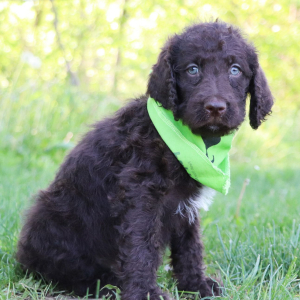 Labradoodle Puppy Dylan