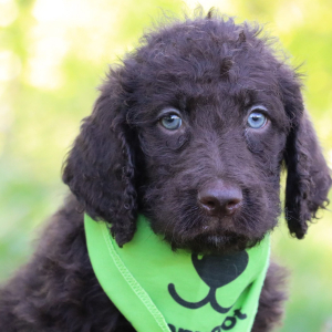 Labradoodle Puppy Dylan