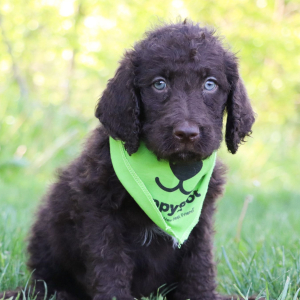 Labradoodle Puppy Dylan