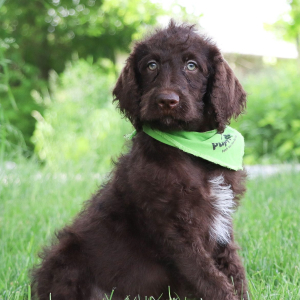 Labradoodle Puppy Dylan