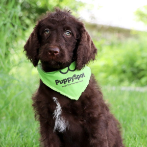 Labradoodle Puppy Dylan