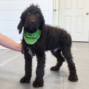 Labradoodle Puppy Dylan