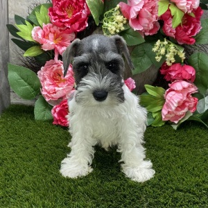 Miniature Schnauzer Puppy Scout