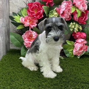 Miniature Schnauzer Puppy Scout