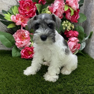 Miniature Schnauzer Puppy Scout