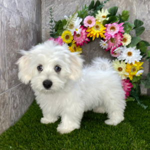 Coton de Tulear Puppy Snickers