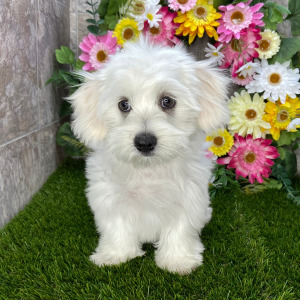 Coton de Tulear Puppy Snickers