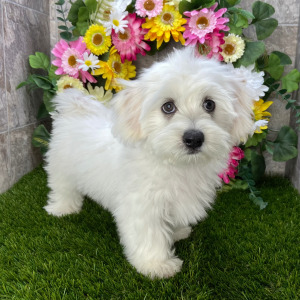 Coton de Tulear Puppy Snickers