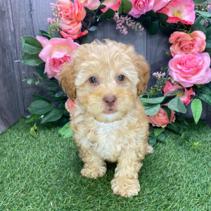 Havapoo Puppy Izzy