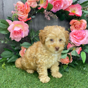 Havapoo Puppy Izzy