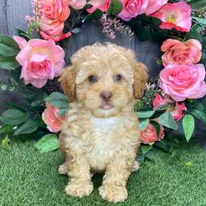 Havapoo Puppy Izzy