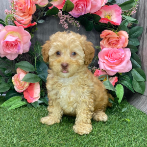 Havapoo Puppy Izzy