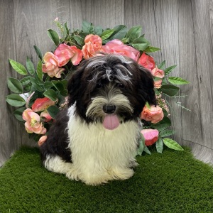 Havanese Puppy Teddy