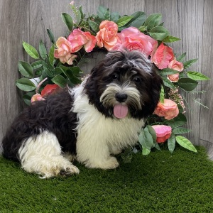 Havanese Puppy Teddy