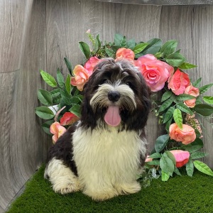 Havanese Puppy Teddy