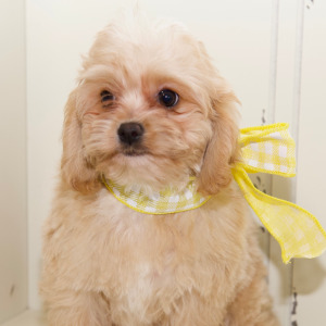 Cavapoo Puppy Addi