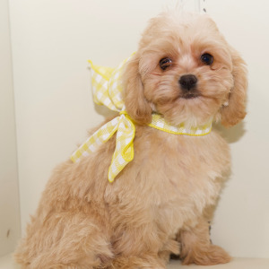 Cavapoo Puppy Addi