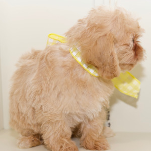 Cavapoo Puppy Addi