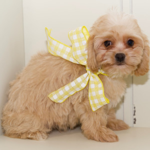 Cavapoo Puppy Addi