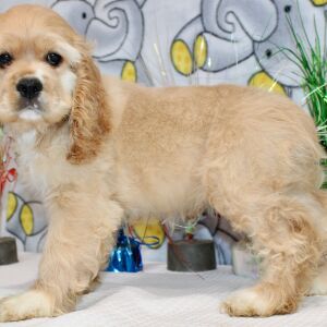 Cocker Spaniel Puppy Brooklyn