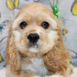 Cocker Spaniel Puppy Brooklyn