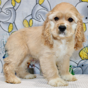 Cocker Spaniel Puppy Brooklyn