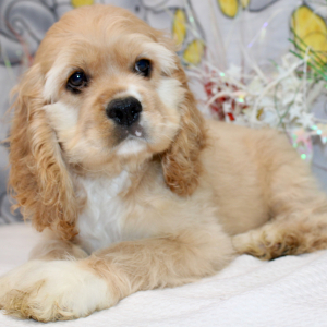 Cocker Spaniel Puppy Brooklyn