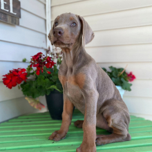 Doberman Pinscher Puppy Isabella