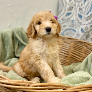 Goldendoodle Puppy Layna