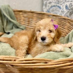 Goldendoodle Puppy Layna